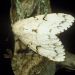 Thumbnail of Exotic spongy moth