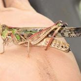 Australian plague locust adult