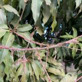 Damage to mango flower panicles