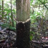 Lower section of tree trunk with dark brown growth