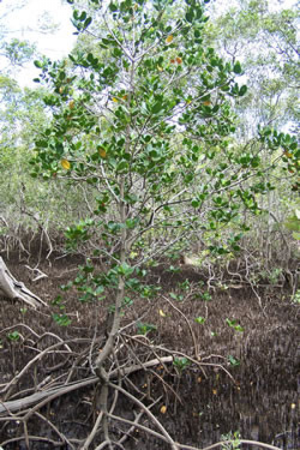 Red mangrove tree