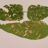 Leaves showing damage caused by eucalyptus weevils