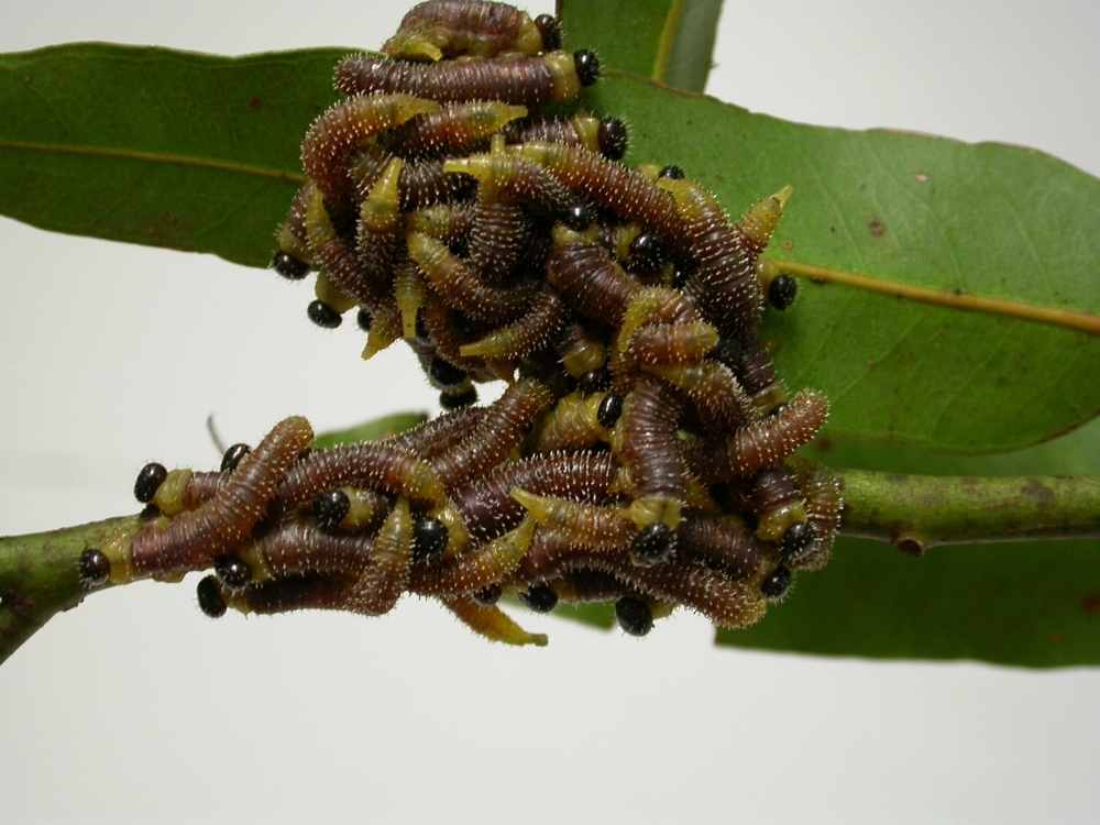 Sawfly larvae cluster on leaf 