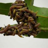 Sawfly larvae cluster on leaf