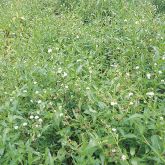 Senegal tea plant infestation