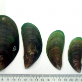 Eight Asian green mussels of different sizes with size scale