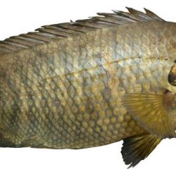Climbing perch: restricted noxious fish