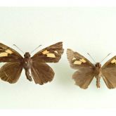 Banana skipper (Erionota thrax)