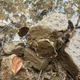 Suminoe oyster growing on rock amongst rocks and mud