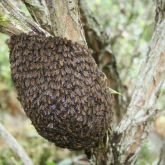 Asian honey bee swarm on tree