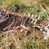 Carcass of animal attacked by fire ants