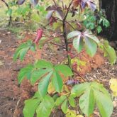 Bellyache bush plant