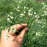 Parthenium flowers