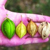 Balloon vine pod maturity