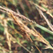 Thumbnail of Molasses grass