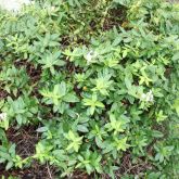 Japanese honeysuckle plant