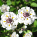 Thumbnail of Lippia