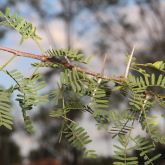 Mimosa bush leaves and spikes