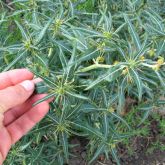 Bathurst burr plant with hand holding leaf