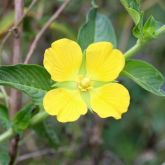 Peruvian primrose flower