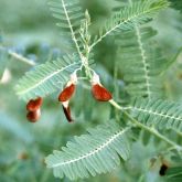 Red sesbania leaves and flowers