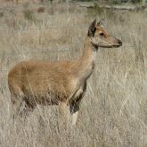 Feral rusa deer