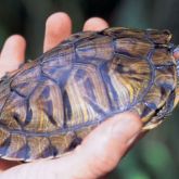 Red-eared slider in hand