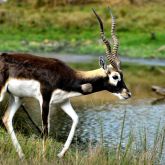 Blackbuck antelope grazing