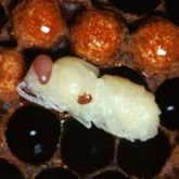 Varroa mites are tiny, less than 2mm. Here they are shown on bee pupae.
