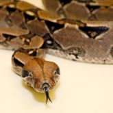 Boa constrictor close-up