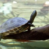 Chinese stripe-necked turtle on branch