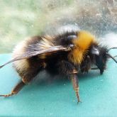 Large earth bumblebee side view