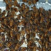 Asian honey bees on comb