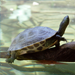 Thumbnail of Chinese stripe-necked turtle