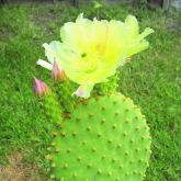 Bunny ears flower