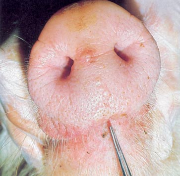 Pigs with FMD snout lesions.