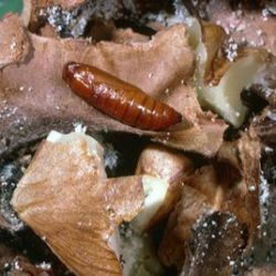 Close-up of a brown pupa of navel orangeworm.