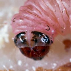 Close-up of the head of Navel orangeworm showing the two crescent shaped portion of a larvae’s head.