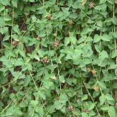 Image of creeping lantana in fruit