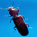 Powderpost beetle 