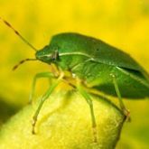 Side view of bug with sucking mouthparts visible angling under the body