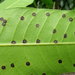 Thumbnail of Mango leaf gall midge