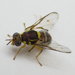 Thumbnail of Oriental fruit fly