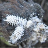 Larvae are white with large waxy filaments protruding along the body