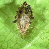 Green lacewing nymph