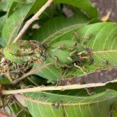 Mango shoot loopers feeding on mango flower