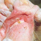 Pig's snout, gum and lips, with 1-day-old vesicles.