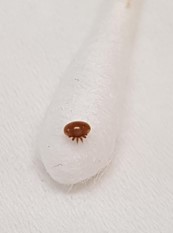 photos of varroa mite specimens resting on the tip of a white cotton bud.