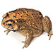 Asian Black-spined toad