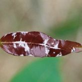 White spore masses along the leaf veins of a spotted gum leaf, caused by Quambalaria shoot blight